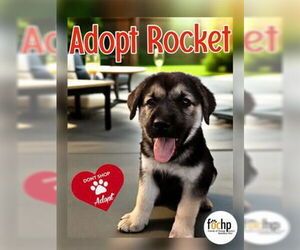 Mutt Dogs for adoption in Menifee, CA, USA