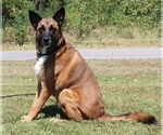 Small #2 German Shepherd Dog Mix