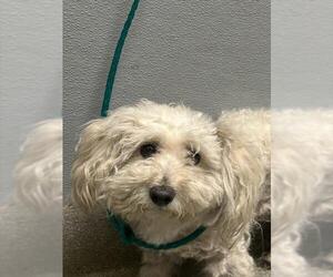 Mutt Dogs for adoption in Las Vegas, NV, USA