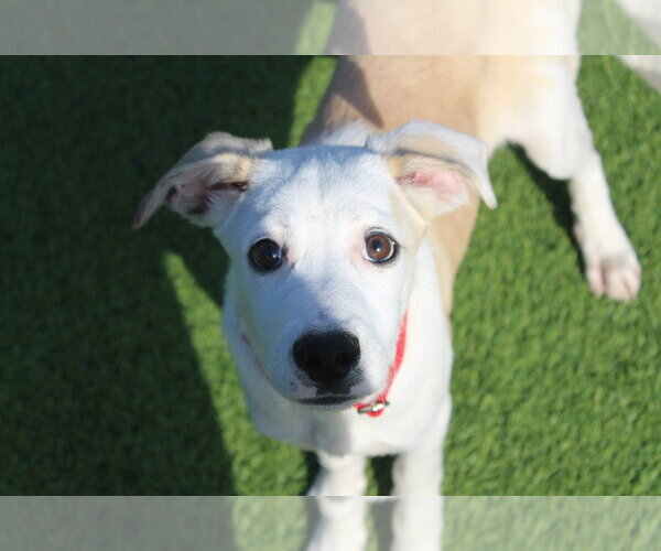 Medium Photo #2 Mutt Puppy For Sale in Chestertown, MD, USA