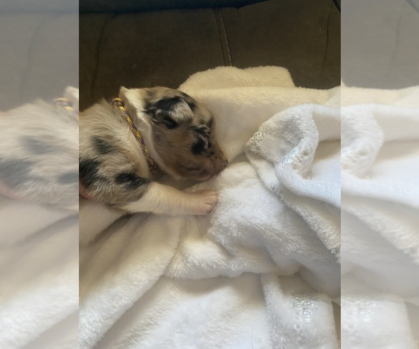 Medium Photo #5 F2 Aussiedoodle Puppy For Sale in ONAWAY, MI, USA