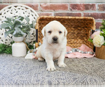Small #2 Labrador Retriever