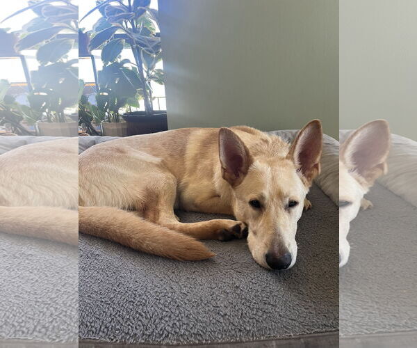 Medium Photo #4 Mutt Puppy For Sale in Brooklyn Center, MN, USA