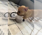 Small #3 Chihuahua Mix