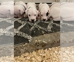Small Photo #2 Dogo Argentino Puppy For Sale in ARLINGTON, TX, USA