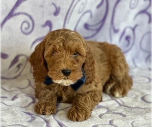 Cavapoo Puppy for sale in LANCASTER, PA, USA