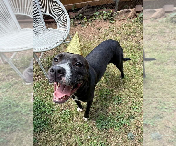 Medium Photo #59 American Pit Bull Terrier-Labrador Retriever Mix Puppy For Sale in OKLAHOMA CITY, OK, USA
