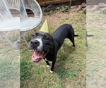 Small #58 American Pit Bull Terrier-Labrador Retriever Mix
