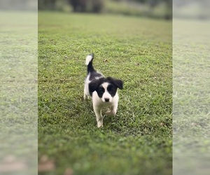 Border Collie-Papillon Mix Puppy for sale in CULPEPER, VA, USA