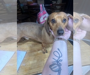 Father of the Dachshund puppies born on 09/20/2025