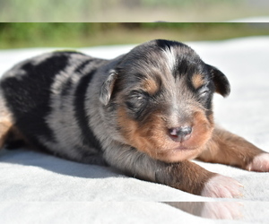 Miniature Australian Shepherd Puppy for sale in PALM COAST, FL, USA