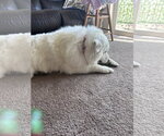 Small #2 Great Pyrenees