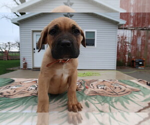 Cane Corso Puppy for sale in KALAMAZOO, MI, USA