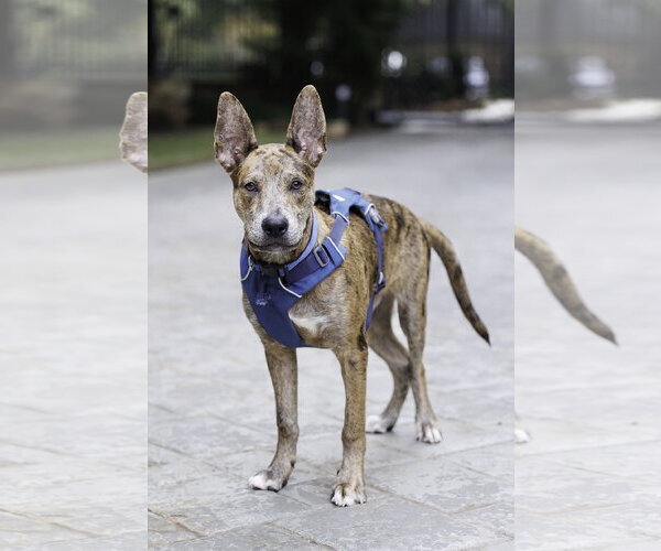 Medium Photo #8 Catahoula Leopard Dog-Holland Shepherd Mix Puppy For Sale in McKinney, TX, USA