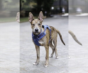 Saint- Diamond Dog - Male Catahoula Leopard Dog-Holland Shepherd Mix Dog for Adoption - Photo #8