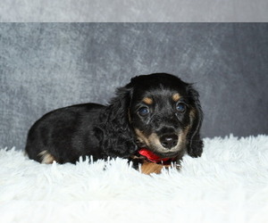 Dachshund Puppy for sale in INDEPENDENCE, IA, USA
