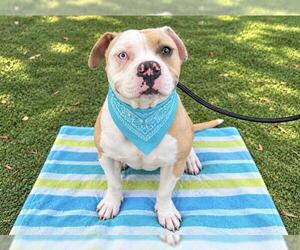 Mutt Dogs for adoption in Orange, CA, USA