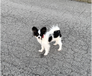 Papillon Puppy for sale in MEMPHIS, IN, USA