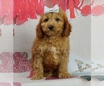 Small Photo #1 Cockapoo Puppy For Sale in WARSAW, IN, USA