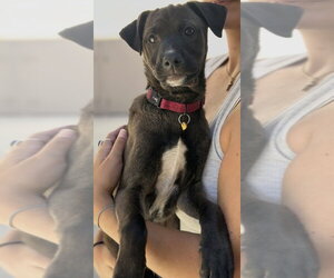 Sable - Female Mutt Dog for Adoption - Photo #12