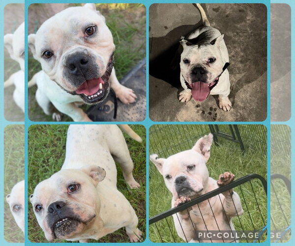 Medium Photo #1 American Bulldog Puppy For Sale in The Woodlands, TX, USA