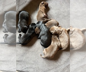 Labrador Retriever Puppy for sale in NEOLA, WV, USA