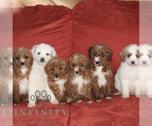 Medium Photo #2 Poodle (Miniature) Puppy For Sale in LEOLA, PA, USA