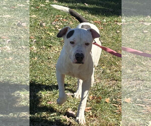 Medium Photo #8 American Pit Bull Terrier-Unknown Mix Puppy For Sale in Rustburg, VA, USA