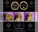 Small #1 Goldendoodle (Miniature)