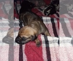 Small Photo #2 Great Dane-Labrador Retriever Mix Puppy For Sale in ESTACADA, OR, USA