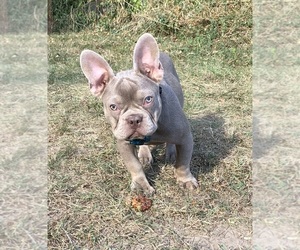 French Bulldog Puppy for sale in TRAVERSE CITY, MI, USA