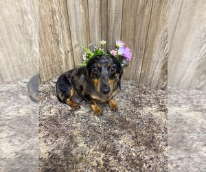 Mother of the Dachshund puppies born on 11/15/2022