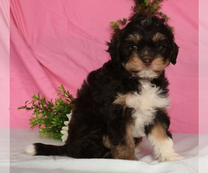 Bernedoodle (Miniature) Puppy for sale in LEHI, UT, USA