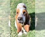 Small #7 Basset Hound