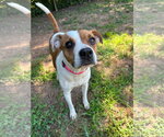 Small #6 Jack Russell Terrier Mix