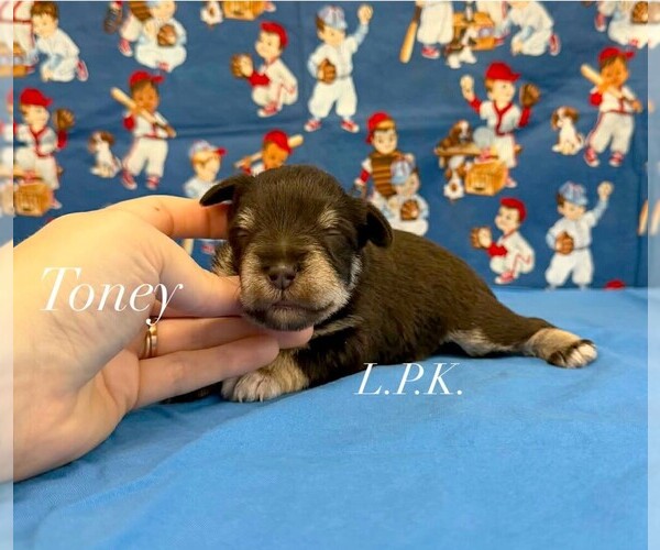 Medium Photo #1 Schnauzer (Miniature) Puppy For Sale in WINNSBORO, LA, USA
