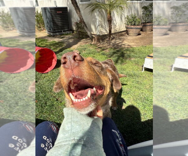 Medium Photo #3 Mutt Puppy For Sale in Lake Forest, CA, USA