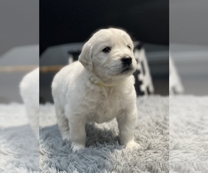 Golden Retriever Puppy for sale in VICTORVILLE, CA, USA