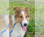 Small Photo #1 Collie Puppy For Sale in WEST LIBERTY, KY, USA