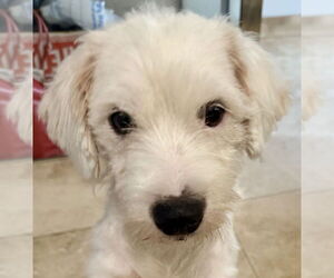 Mutt Dogs for adoption in Boca Raton, FL, USA