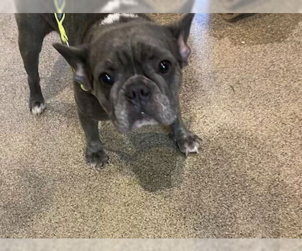 Medium Photo #9 French Bulldog Puppy For Sale in Sanford, FL, USA