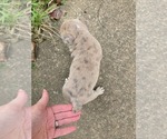 Small Photo #11 Olde English Bulldogge Puppy For Sale in NUNNELLY, TN, USA