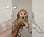 Small Photo #2 Golden Retriever Puppy For Sale in DENVER, CO, USA