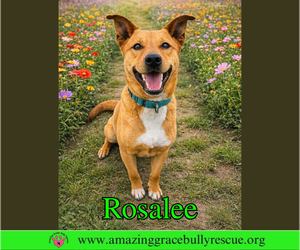 Chow Chow-Unknown Mix Dogs for adoption in Milton, FL, USA