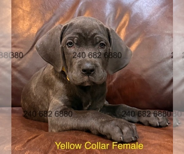 Medium Photo #3 Cane Corso Puppy For Sale in LA PLATA, MD, USA