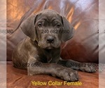 Small Photo #36 Cane Corso Puppy For Sale in LA PLATA, MD, USA