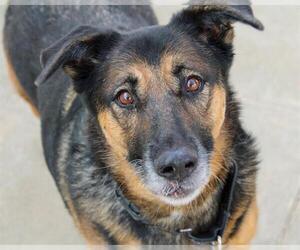 Medium Australian Shepherd-German Shepherd Dog Mix