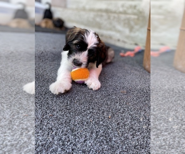 Medium Photo #4 Saint Berdoodle Puppy For Sale in ELK RIVER, MN, USA