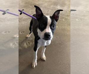 Olive - Female Boston Terrier-Unknown Mix Dog for Adoption - Photo #4