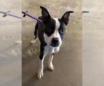 Small Photo #4 Boston Terrier-Unknown Mix Puppy For Sale in Rockwall, TX, USA